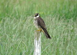 Eurasian Hobby