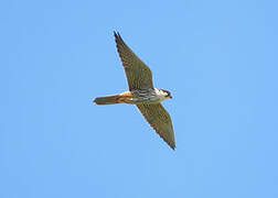 Eurasian Hobby