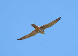 Eurasian Hobby