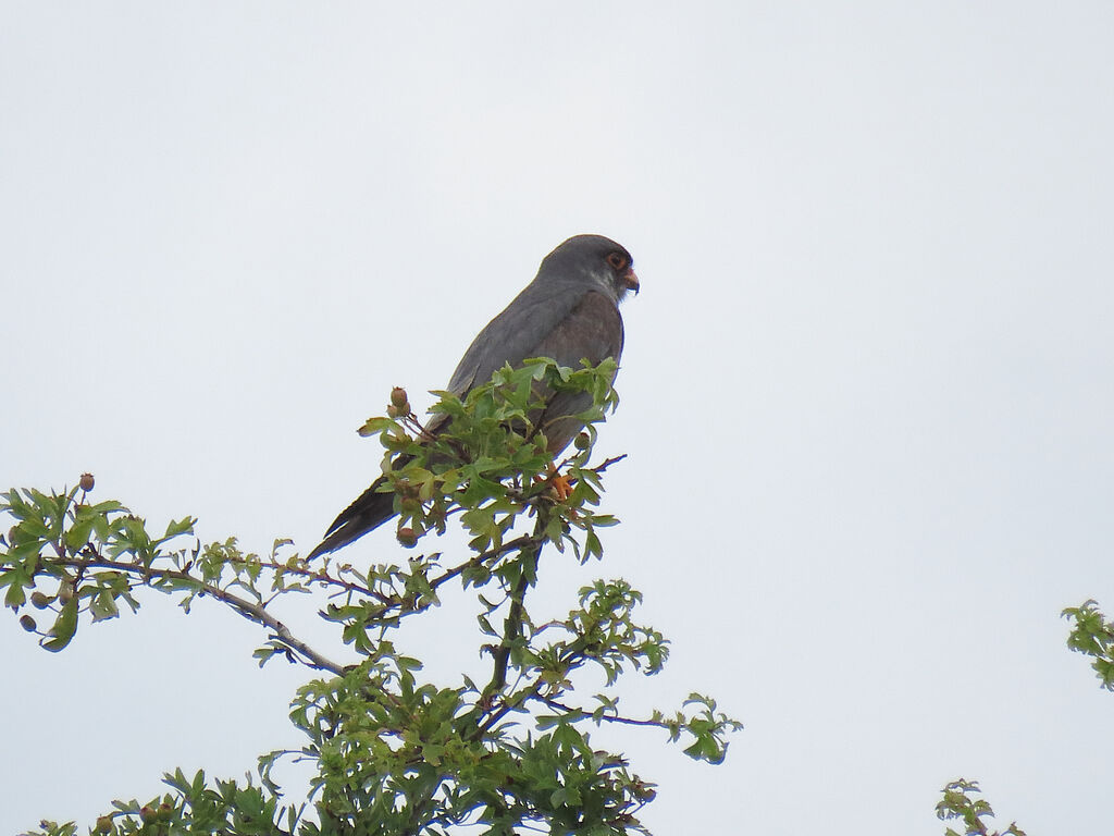 Red-footed Falcon