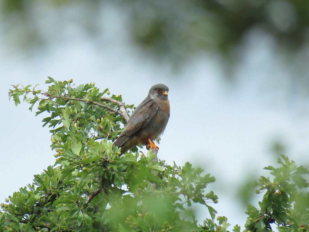 Red-footed Falcon