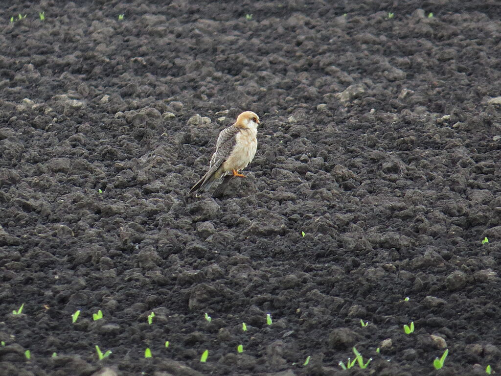 Red-footed Falcon