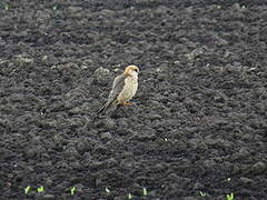 Red-footed Falcon