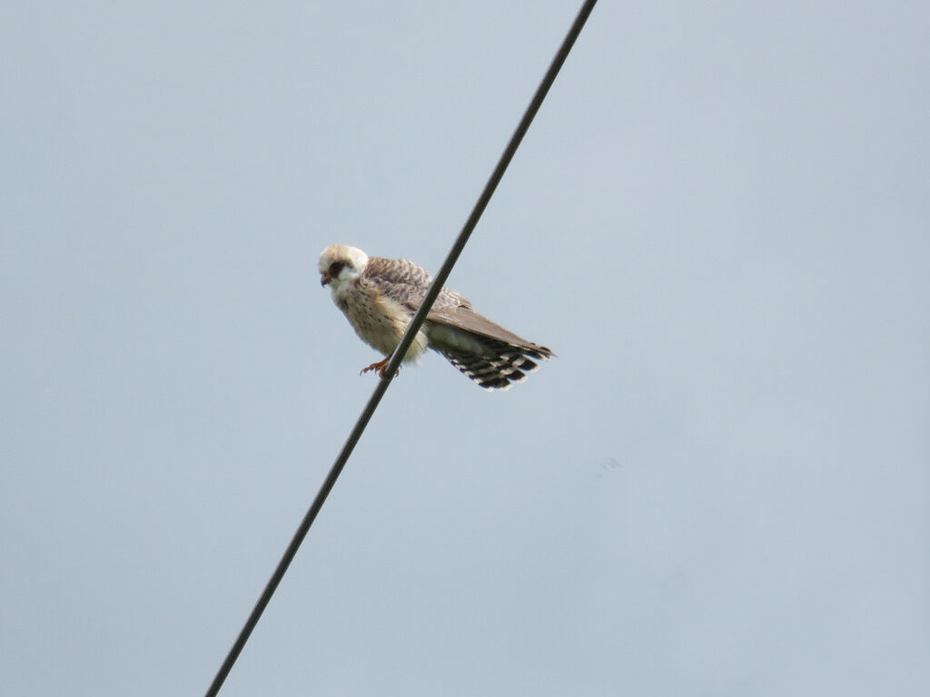 Red-footed Falcon