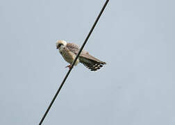 Red-footed Falcon