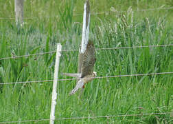 Red-footed Falcon