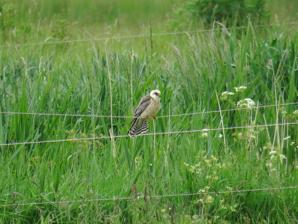 Red-footed Falcon