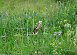 Red-footed Falcon