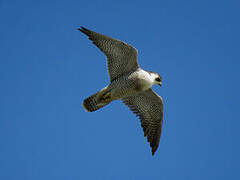 Peregrine Falcon