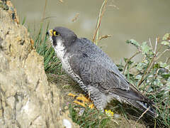 Peregrine Falcon