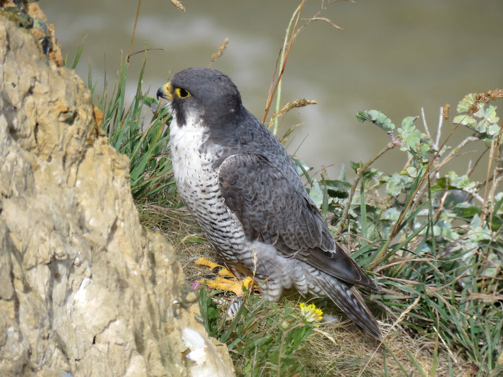 Peregrine Falcon