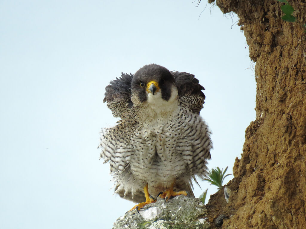 Peregrine Falcon