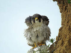 Peregrine Falcon