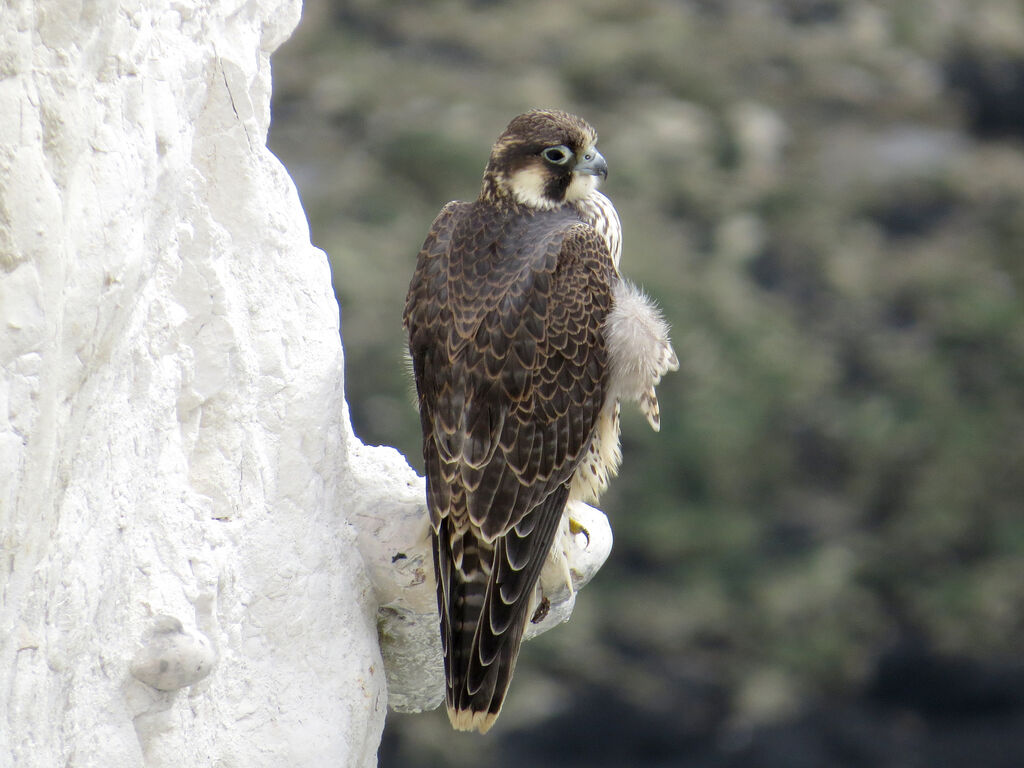 Peregrine Falconjuvenile