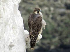 Peregrine Falcon