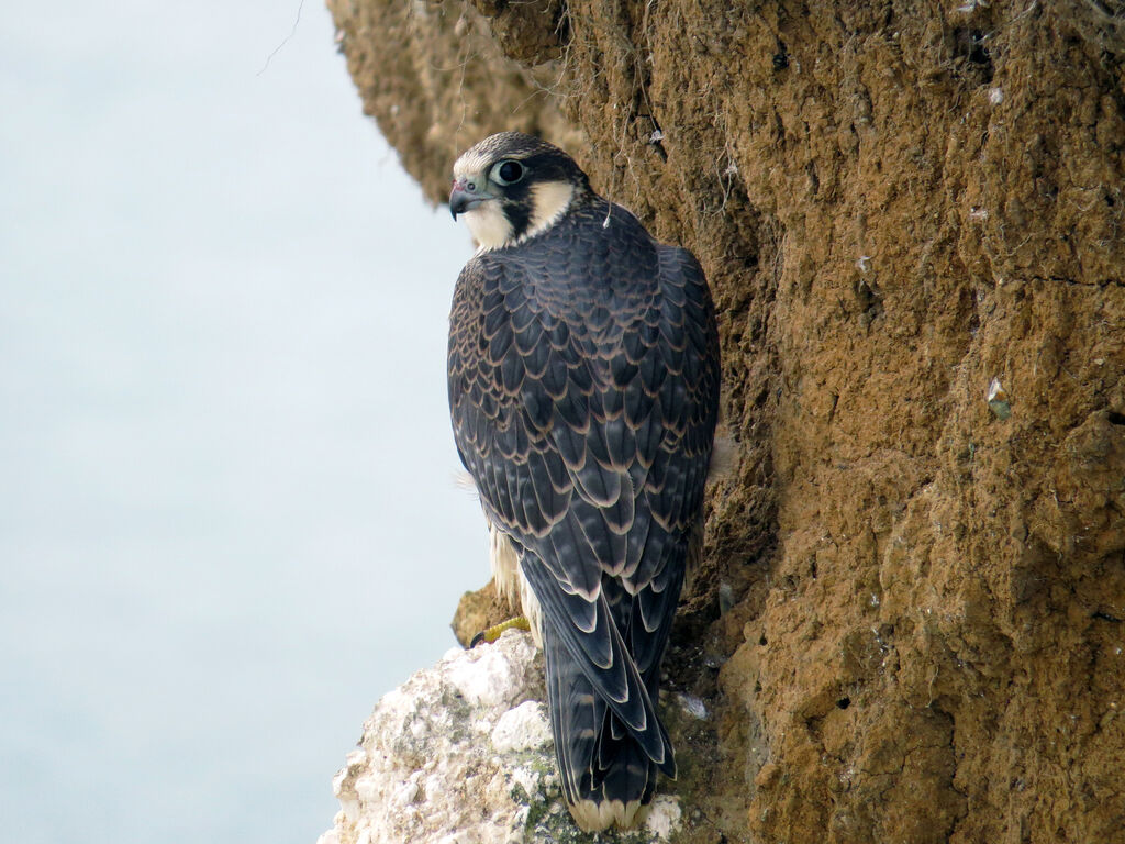 Peregrine Falcon