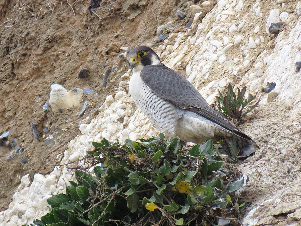 Peregrine Falcon