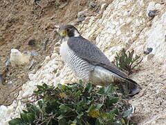 Peregrine Falcon