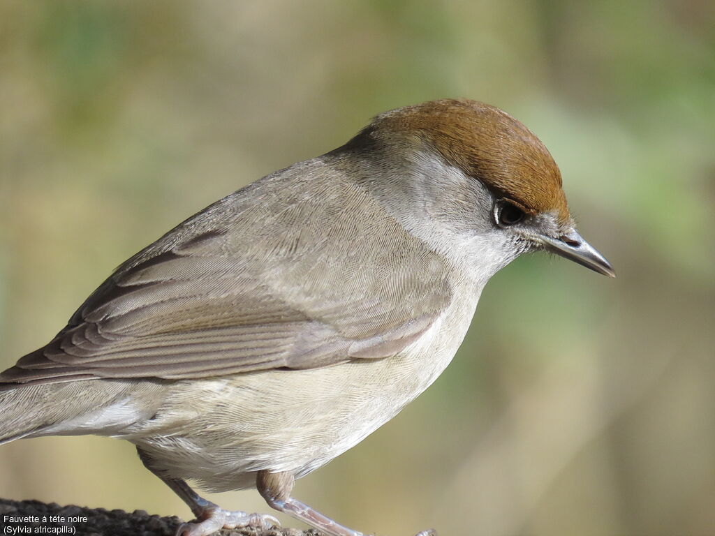 Eurasian Blackcap female