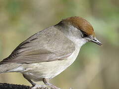 Eurasian Blackcap