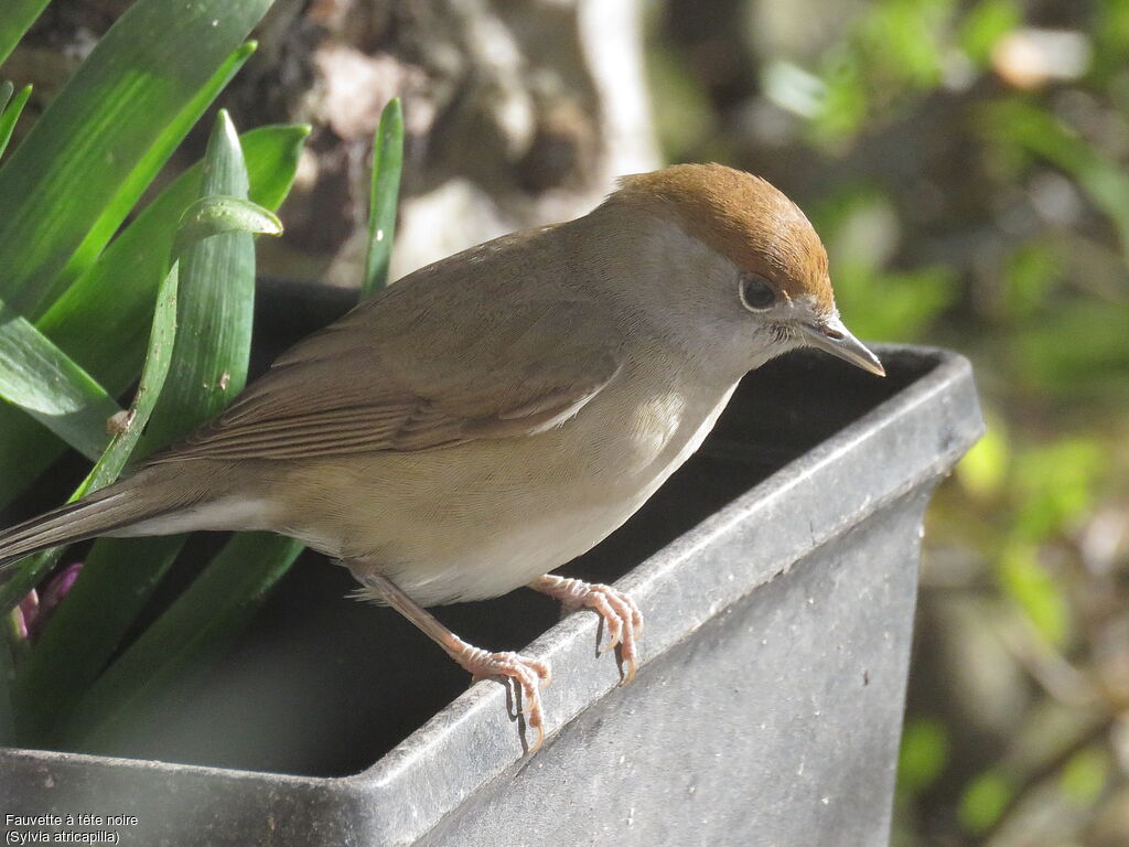 Eurasian Blackcap