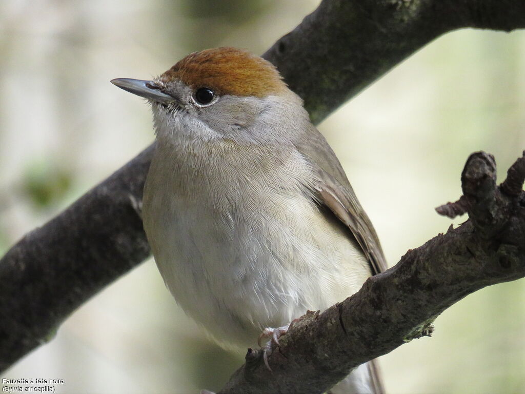 Eurasian Blackcap female