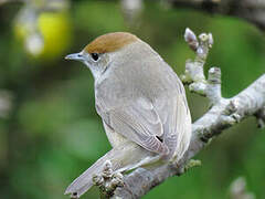 Eurasian Blackcap