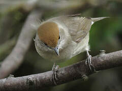 Eurasian Blackcap