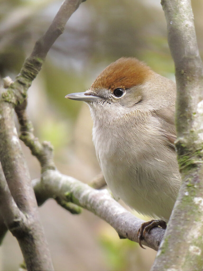 Eurasian Blackcap female