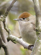 Eurasian Blackcap