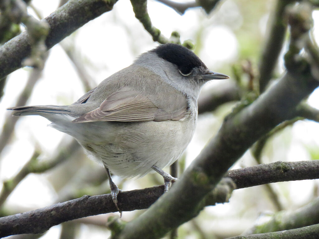 Eurasian Blackcap male