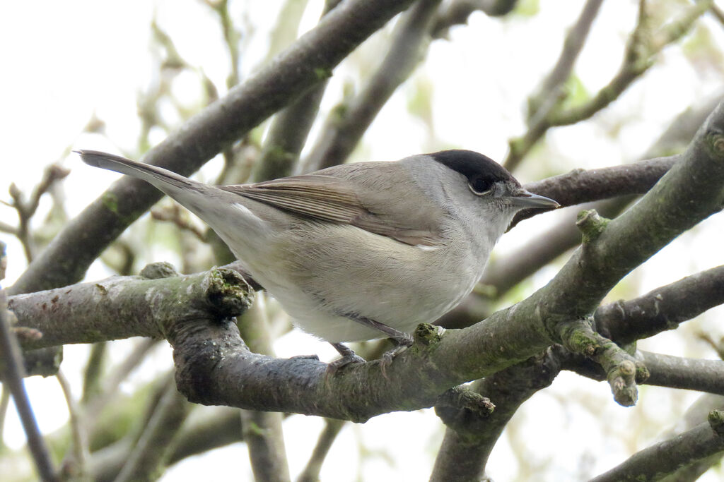 Eurasian Blackcap