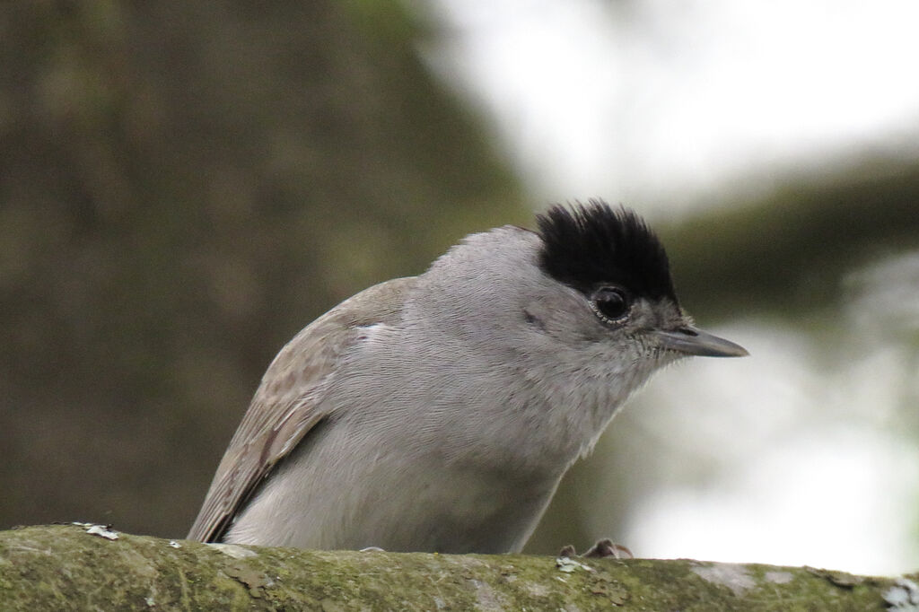 Eurasian Blackcap