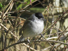 Eurasian Blackcap