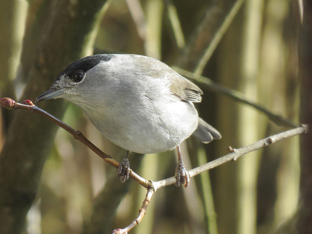 Eurasian Blackcap