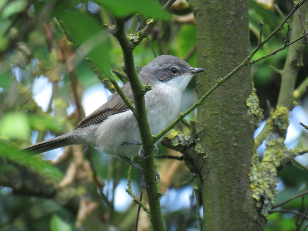 Lesser Whitethroat