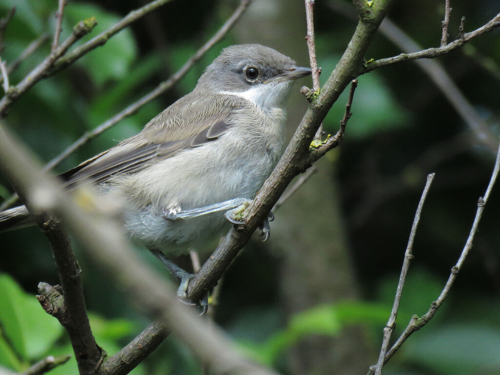 Lesser Whitethroat