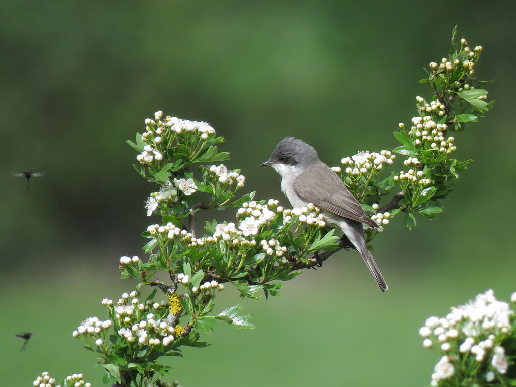 Lesser Whitethroat