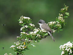 Lesser Whitethroat