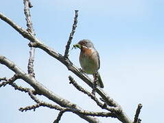 Eastern Subalpine Warbler