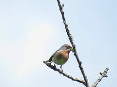 Eastern Subalpine Warbler