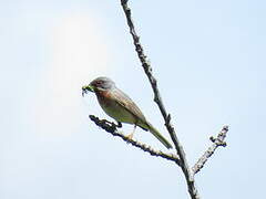 Eastern Subalpine Warbler