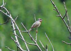 Eastern Subalpine Warbler