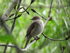 Garden Warbler