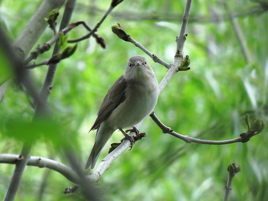 Garden Warbler