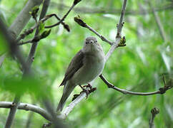 Garden Warbler