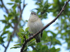 Garden Warbler