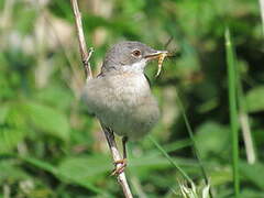 Common Whitethroat