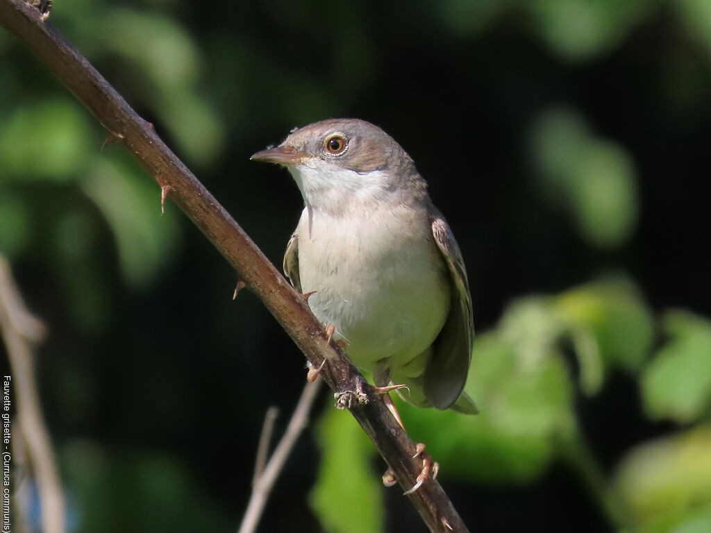 Common Whitethroat