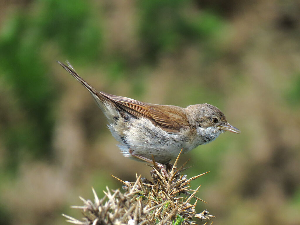 Common Whitethroat